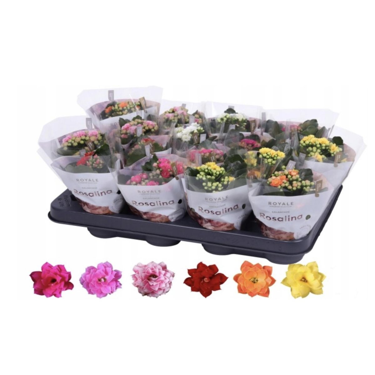 Mini korallvirág 7 cm-es cserépben