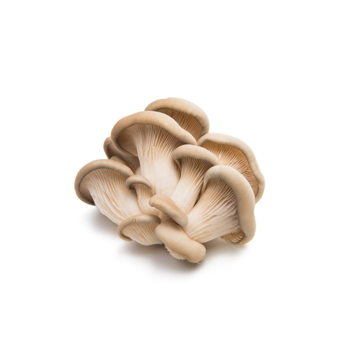 Chef Gomba Csokros Laskagomba