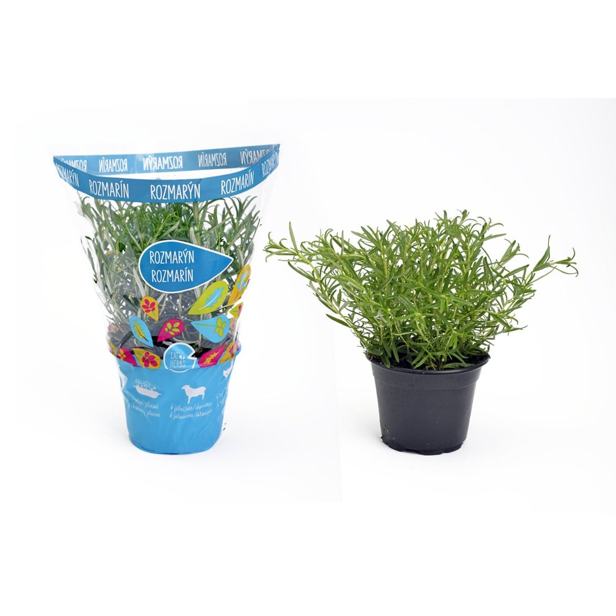 BIO Cserepes rozmaring
